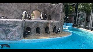 上野動物園のペンギン🐧