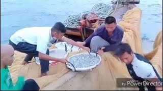 pukat ikan bilis/teri di pulau burus