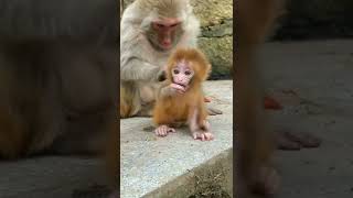 Mothers love 🥰😍💕💞 #shorts #short #shortvideo #shortsvideo #monkey
