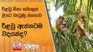 රිළවු නිසා කබලෙන් ළිපට වැටුණු ජනතාව - රිළවු ඇත්තටම වදයක්ද?