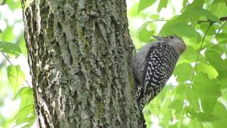 Juvenile Red-bellied Woodpecker Calling