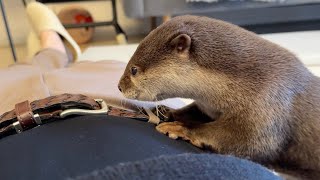 飼い主のお腹を巣にしたり削ったり怒られたり忙しいカワウソ Otter busy nesting, scraping, and getting angry at its owner's belly.