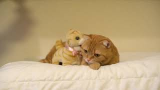 猫達と動く猫のぬいぐるみ Cats \u0026 Moving Cat Plush Toy 2