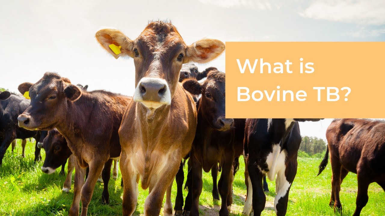 What Is Bovine TB? - YouTube