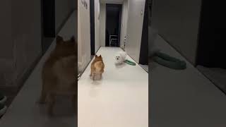 Funniest cat  😂चक चक गर्न कति जानेको बिरालो ले #shorts #funny #cat