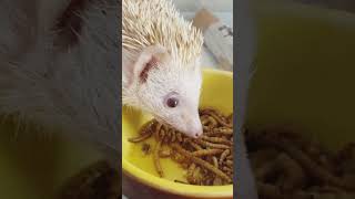 ハリネズミ🦔POP・おやつの時間 #ショート #pop #はりねずみ #hedgehog