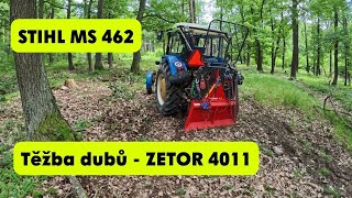 ZETOR 4011 - STIHL MS 462 - Těžba dubových souší