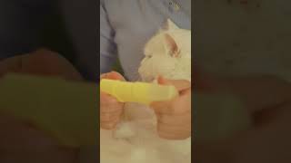 屁兜的沉浸式按摩SPA ASMR  #asmr #cat #cats