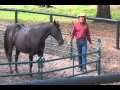 Teach Your Horse to Spin at Liberty with Pat Parelli