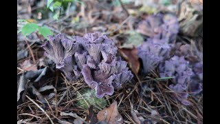 きのこ狩り　オオムラサキアンズタケ　飛騨季節料理　肴