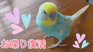 2024.9.7 しんちゃんのお喋り復活　【セキセイインコしんちゃんときょきょの暮らし】#お喋りインコ