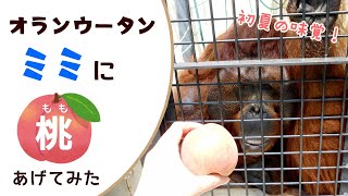 【福岡市動物園】オランウータン「ミミ」に桃あげてみた🍑