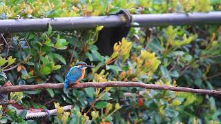 The male Common kingfisher fising, 公翠鳥捕魚