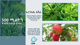 500 ሚልዮን ችግኞች በአንድ ጀንበር