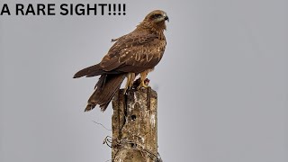 A Rare Sight In The Skies: The Black Kite