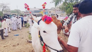 पाथर्डी बैलं बाजारा भाग 2 रा 5/जून #पशु_विक्री_खरेदी #sorts #youtube #नाद #animals #bull #pathardi