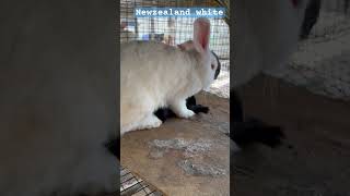 New Zealand white  #rabbit #youtube #california  #rabbitfarming #nigeria