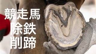 競走馬の除鉄・削蹄作業#45 Race Horse Hoof Trimming