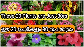 Cheapest Plants for Just Rs.30 | വെറും 30 രൂപ മാത്രം വിലയുള്ള 20 ചെടികൾ