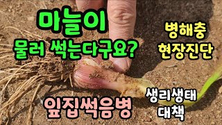 마늘 병해충 현장진단 잎집썩음병 춘부병 #홍성군농업기술센터