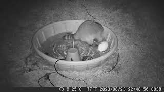 2023 0823 raccoon playing in the pool