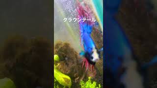 ベタのクラウンテールさん