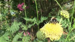 Une vidéo Hortus Focus