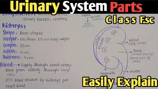 urinary system Anatomy And Physiology | Ureter | Class 12 Biology