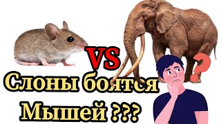 БОЯТСЯ ЛИ СЛОНЫ  МЫШЕЙ ????? А КАК ВЫ ДУМАЕТЕ???