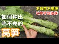 采收【莴笋/莴苣】, 4次间苗, 从种子3个月生长全过程, 注意事项 How to grow asparagus lettuce from seeds