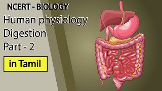 Human Physiology: Part-2 Digestion and Absorption animation in Tamil(Class 11 NCERT)