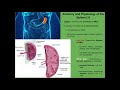 anatomy u0026 physiology of the spleen