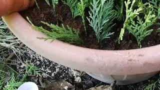 Propagation by leaf cuttings of leyland cypress