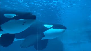 シャチ　アースくんとリンちゃん　並んで泳いでいます　【名古屋港水族館】Killer whale Earth-kun Rin-chan Port of Nagoya Public Aquarium