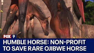 The Humble Horse: Western Wisconsin woman starts non-profit to save rare Ojibwe horse | KMSP