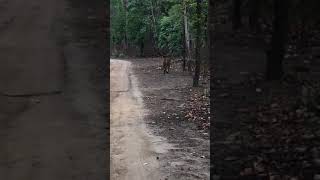 Tiger sighting name Choti Mada at #Kanha Reserve forest