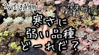 【多肉植物】寒さに弱い品種紹介します！