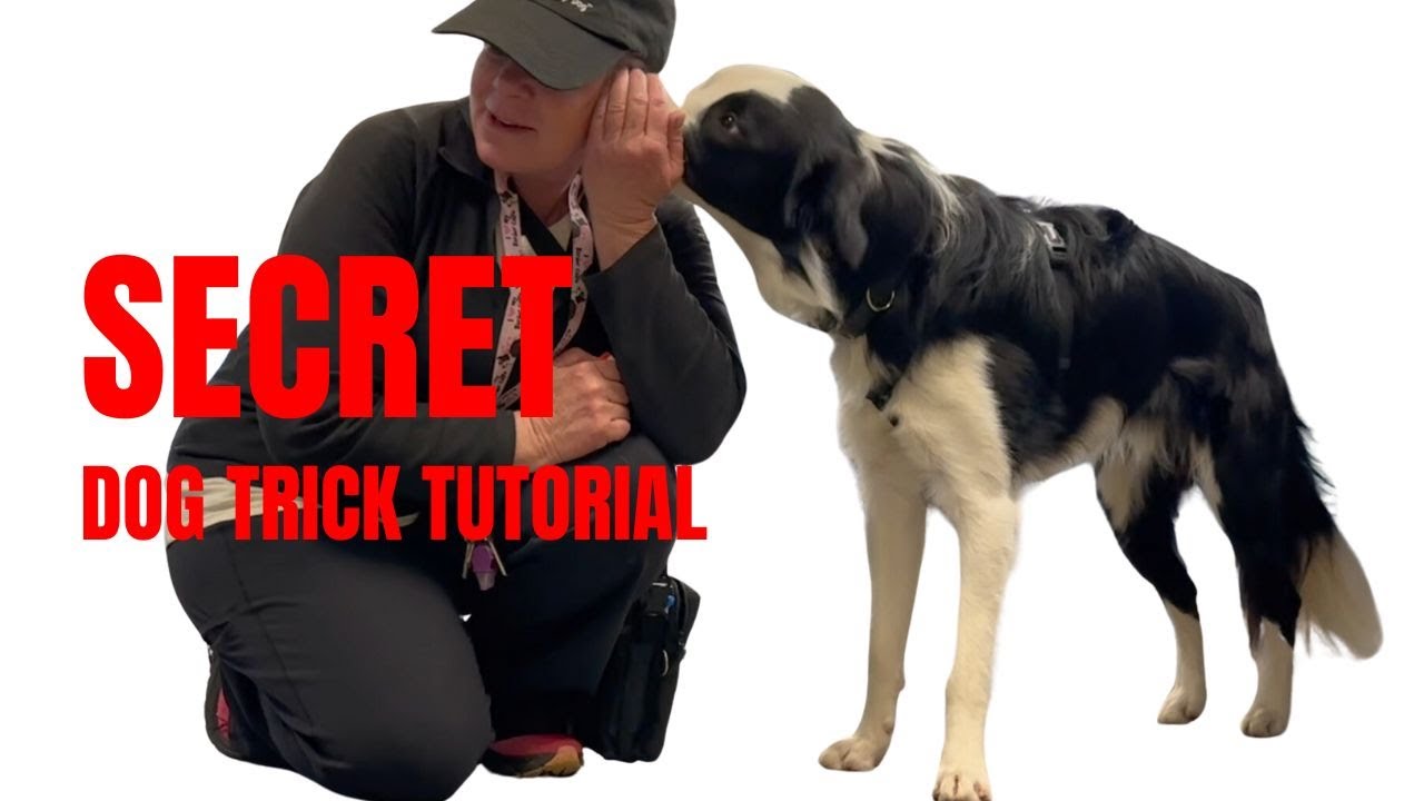 Secret Dog Trick Tutorial Dmwyd Youtube