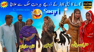 Sabiran K sath dhoka😁Funny Sugri | Sugri siyani | Mai sabiran | Kochi | Ashiq | Cow sale'out