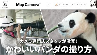 【楓浜（ふうひん）をα7IVで激写📸】カメラ専門店スタッフが直伝！かわいいパンダの撮り方 in アドベンチャーワールド