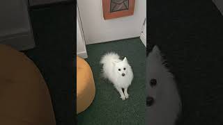 Japanese Spitz's reaction when she was told \