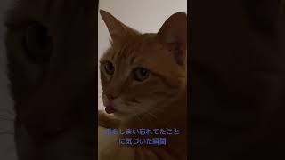 舌をしまい忘れた猫#ねこ