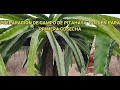 Claves  importantes para tener una buena cosecha de Pitahaya GOLDEN. Parte I  DRAGON FRUIT GOLDEN