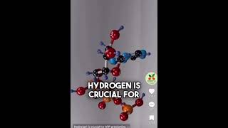 Hydrogen Water Bottle #health #healthylifestyle #energy #hydrogenwater #wellness ##healthyliving