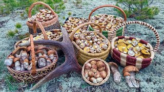 СЕНСАЦИЯ‼️ ПЕРВЫЕ БЕЛЫЕ ГРИБЫ и ПОДОСИНОВИКИ и МАСЛЯТА ПОШЛИ 16 МАЯ! Грибники В ШОКЕ! БОРОВИКИ 2025