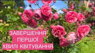 Завершують першу хвилю: Pomponella, Jasmina, Novalis, Piano…