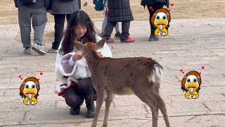 美しい奈良の鹿に愛情たっぷりの外国人観光客🫎💖