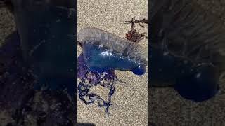 Trying to save a blue bottle jellyfish 😳