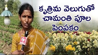 విద్యుత్ వెలుగుల్లో చామంతి సాగు || CHRYSANTHEMUM FLOWER CULTIVATION WITH ARTIFICIAL SUN LIGHT