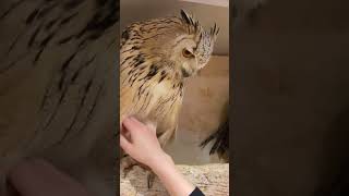 実は私、足が長いの！ #ミミズク #owl #animals #shorts